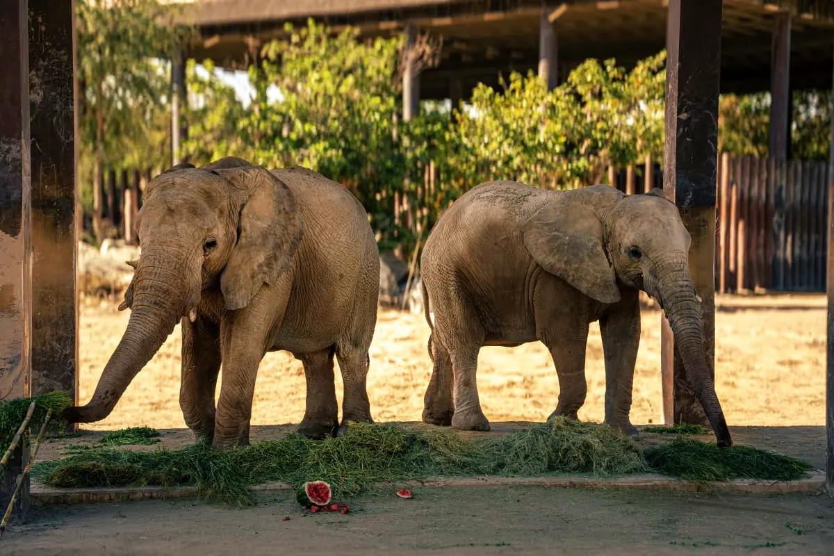 Dubai Safari Park: 3,000 Animals Across 5 Themed Villages — Dubai